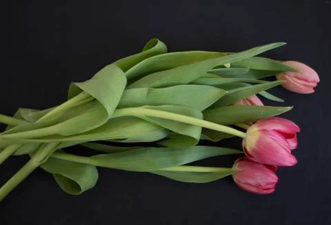 Pink tulips Stock Photos