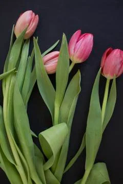 Pink tulips Stock Photos