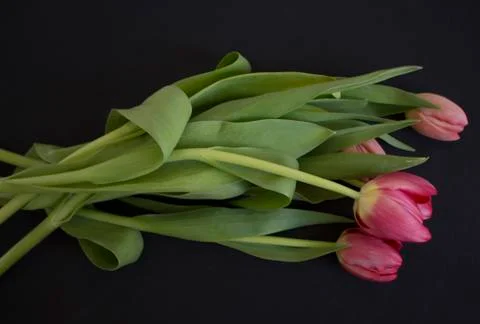 Pink tulips Stock Photos