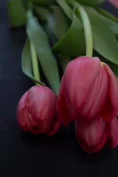 Pink tulips Stock Photos