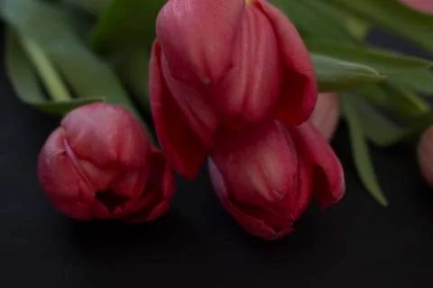 Pink tulips Stock Photos