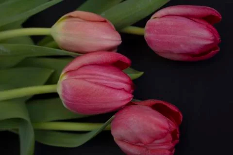 Pink tulips Stock Photos
