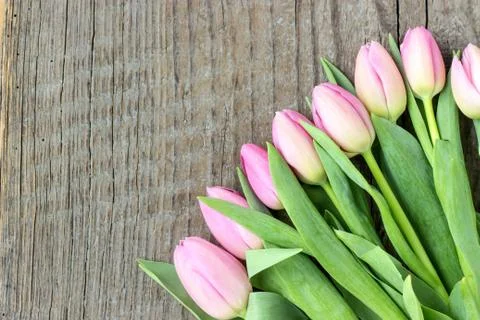 Pink tulips Stock Photos