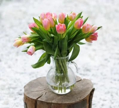 Pink tulips Stock Photos