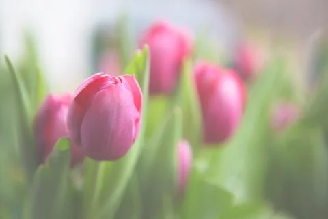 Pink tulips Stock Photos