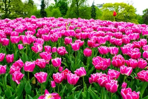 Pink tulips Stock Photos
