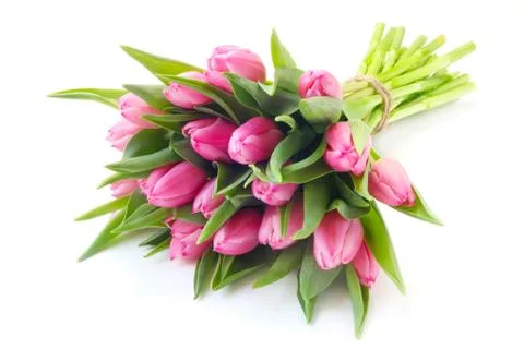 Pink Tulips Stock Photos