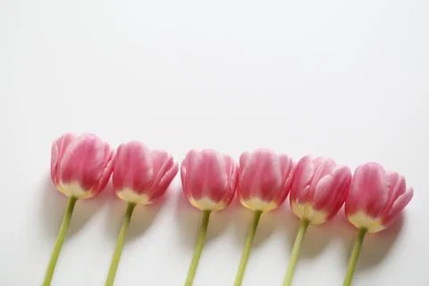 Pink tulips Stock Photos