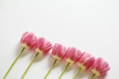 Pink tulips Stock Photos