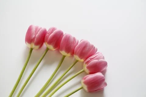 Pink tulips Stock Photos