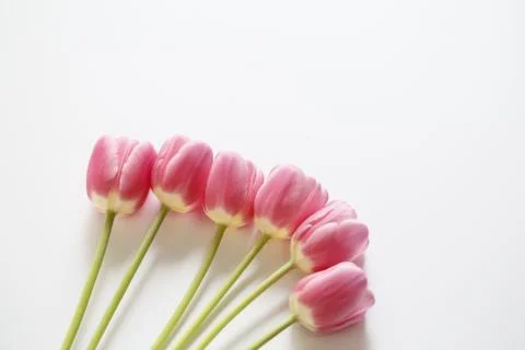 Pink tulips Stock Photos