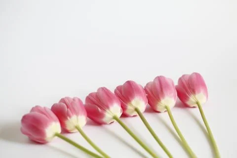 Pink tulips Stock Photos