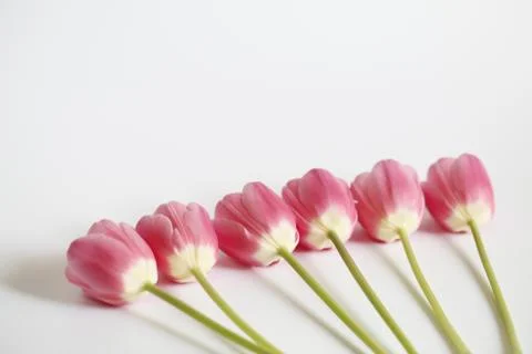 Pink tulips Stock Photos