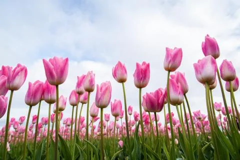 Pink tulips Stock Photos