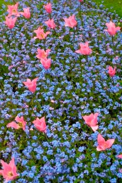 Pink tulips Stock Photos