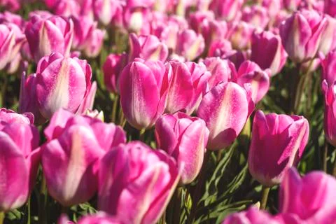 Pink tulips Stock-Fotos