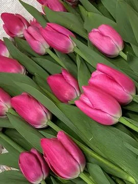 PINK TULIPS Stock Photos