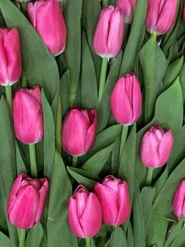 PINK TULIPS Stock Photos