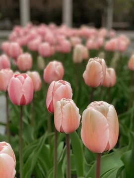 PINK TULIPS Stock Photos