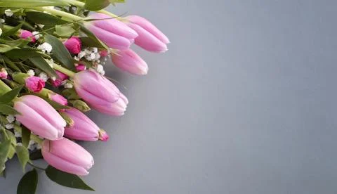 Pink tulips Stock Photos