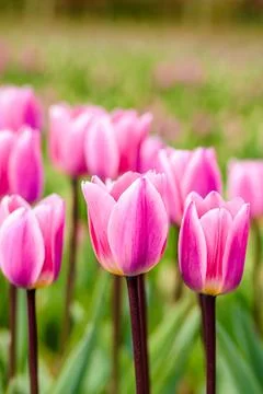 Pink tulips 스톡 사진