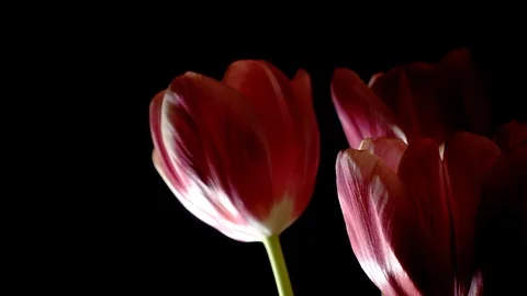 Pink tulips rotation loop on black background Video stock 87287090