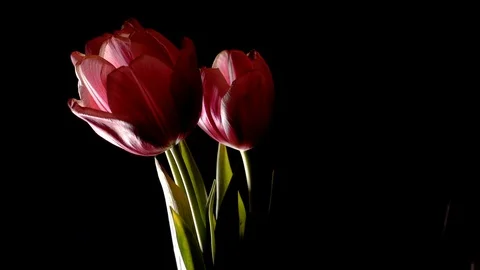 Pink tulips rotation loop on black background Video stock 87298379