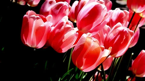 Pink Tulips in Slow Motion Video stock 23364986