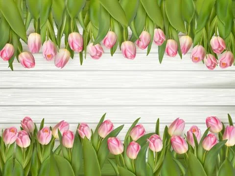 Pink tulips with space for text. EPS 10 스톡 일러스트