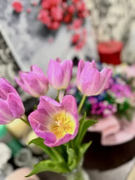 Pink Tulips in Spring Bloom Stock Photos