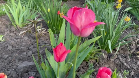 Pink tulips in spring Stock Footage 240436899