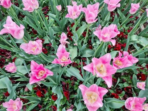 Pink tulips in the spring Stock Photos