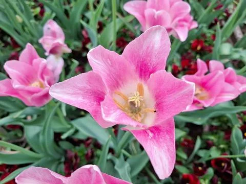 Pink tulips in the spring Fotos de archivo