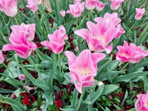 Pink tulips in the spring Stock Photos