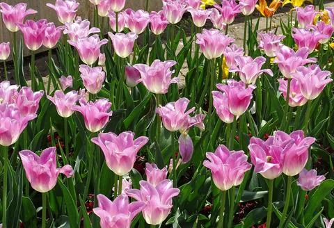 Pink tulips in the spring Фото