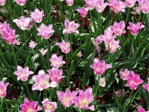 Pink tulips in the spring 写真素材
