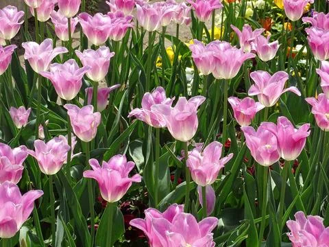 Pink tulips in the spring 库存照片