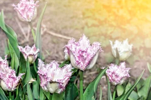 Pink tulips, spring time, spring garden, in the sun, blossom, tulip, beautifu 스톡 사진