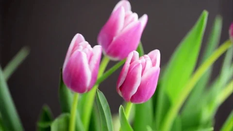 Pink tulips swaying in the wind Stock Footage 74414088