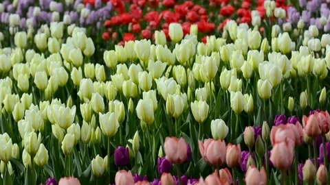 Pink tulips swaying in the wind Video stock 83489023