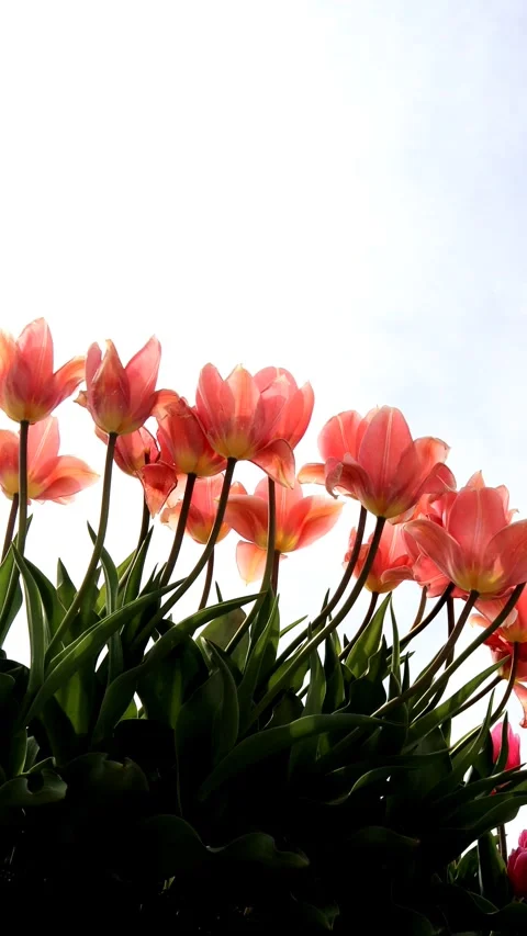 Pink tulips swaying in the wind Stock Footage 335044827