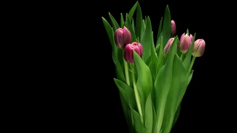 Pink Tulips Time-lapse Stock Footage 273841629