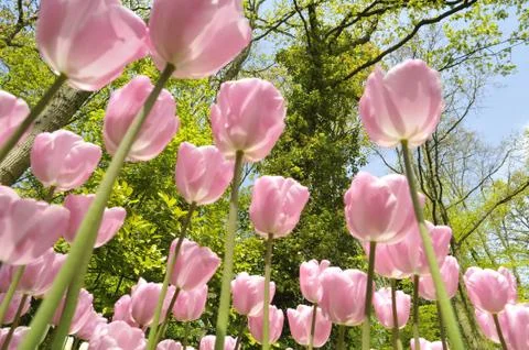 Pink tullips Stock Photos
