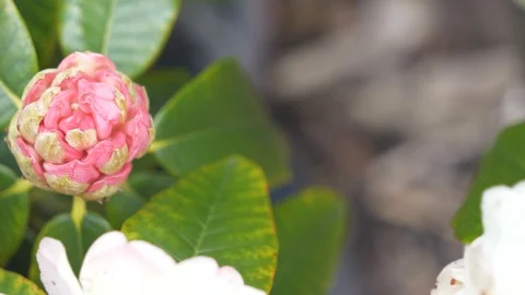 A pink unopened flower on a bush in spring. Stock Footage 104831699