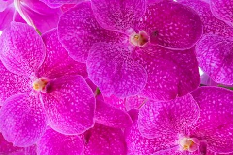 Pink vanda orchid pattern Stock Photos
