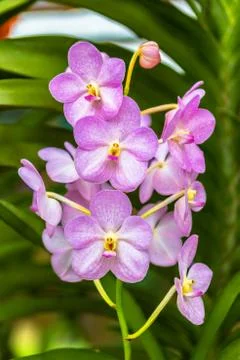 Pink Vanda Stock Photos