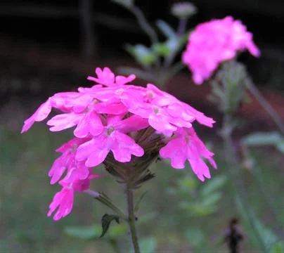  Pink Verbenna Stock Photos