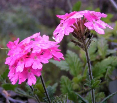 Pink Verbenna Stock Photos