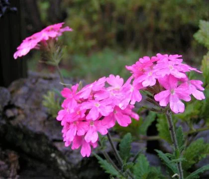 Pink Verbenna Stock Photos