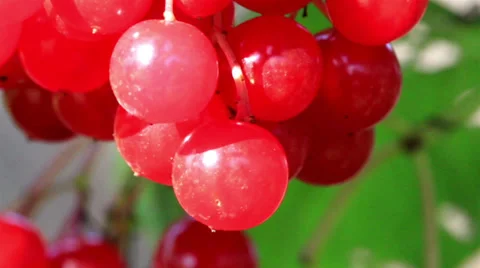 Pink viburnum opulus guelder rose cherries all ready for picking Stock Footage